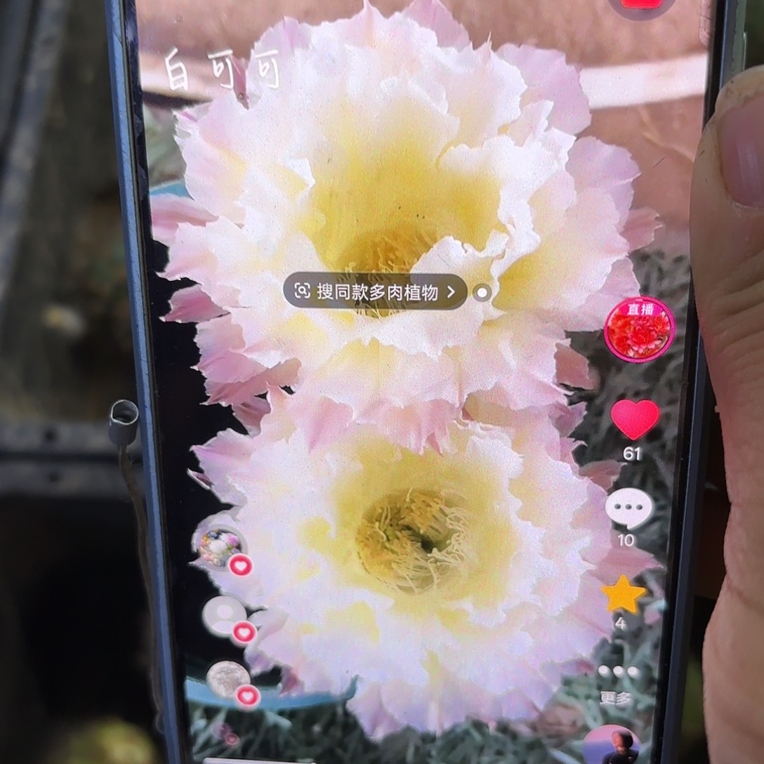 白可可无根侧牙四五公分