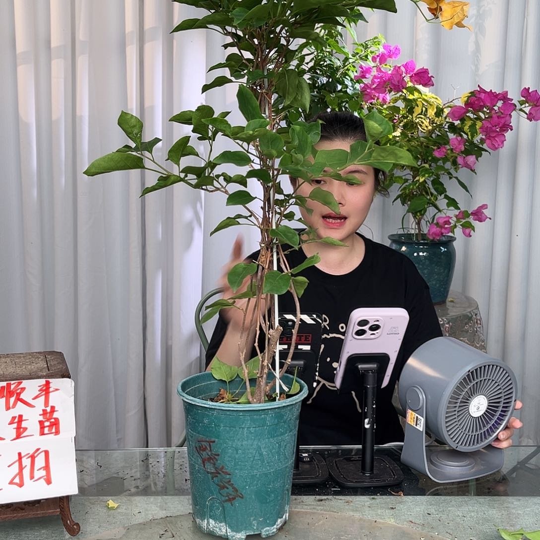 当前无花栽培后可以开花金色光辉带竹一颗