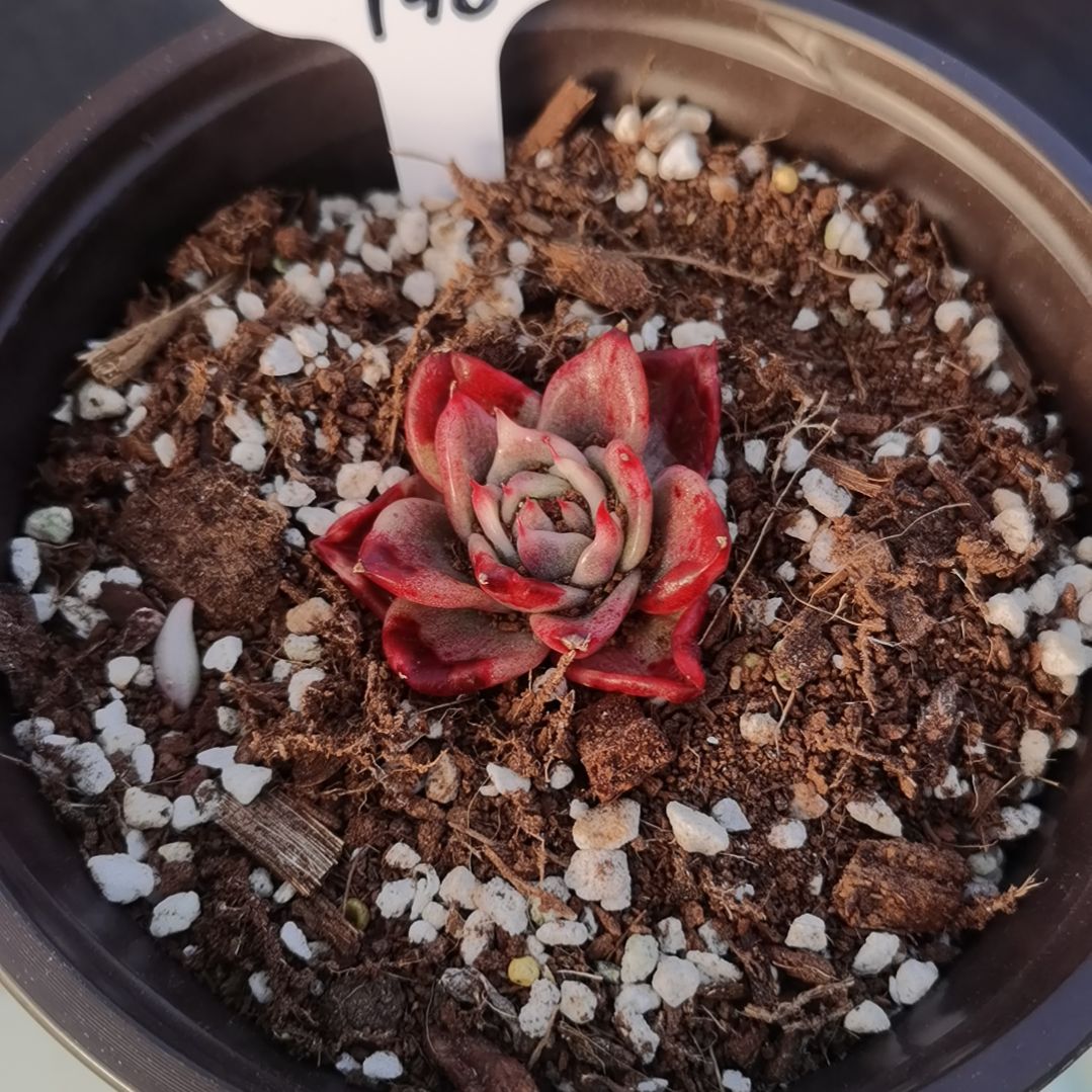 宽乌白覆轮锦主头带根