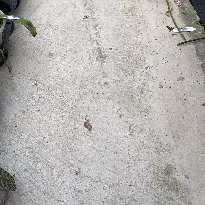 不开花植物带盆植料发货链接