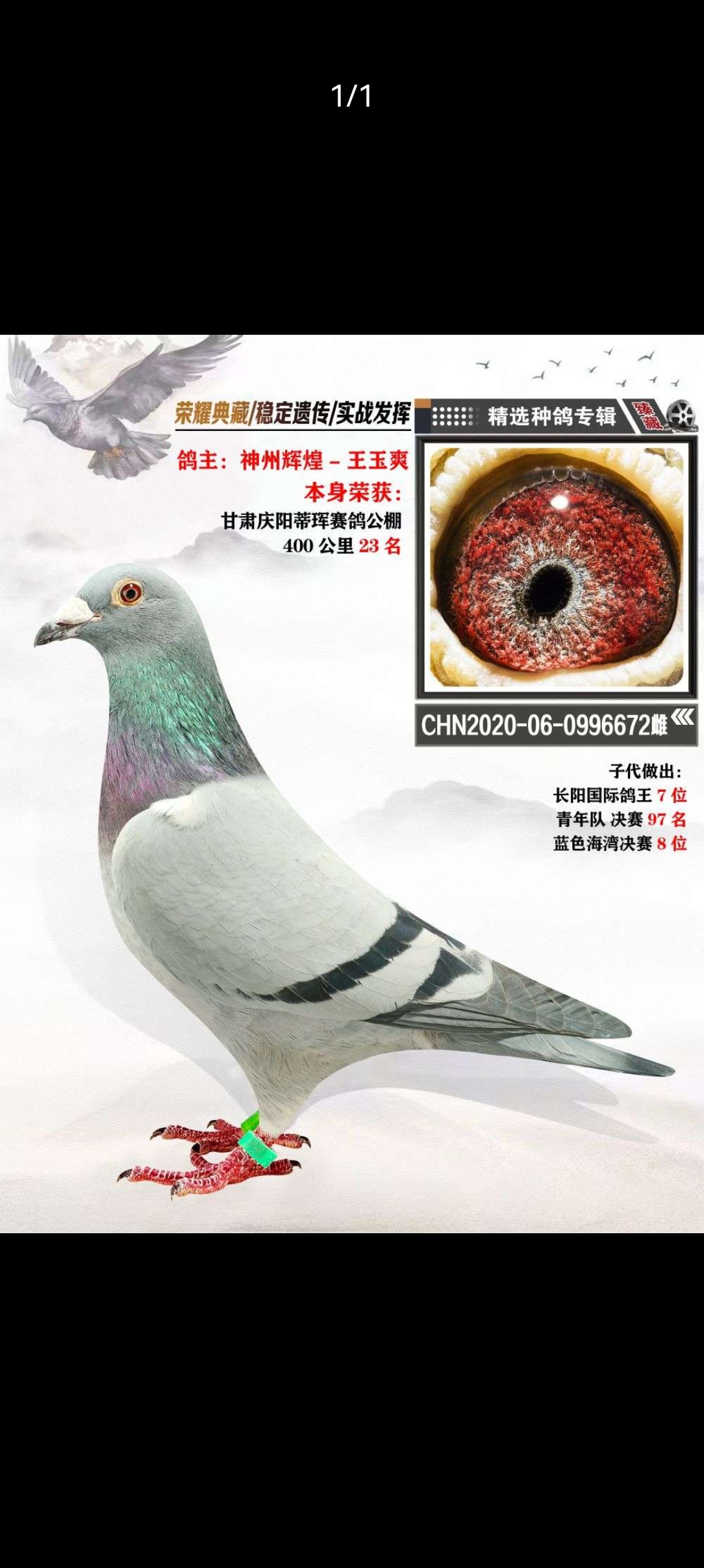 优质信鸽育种赛鸽活体原环血统鸽