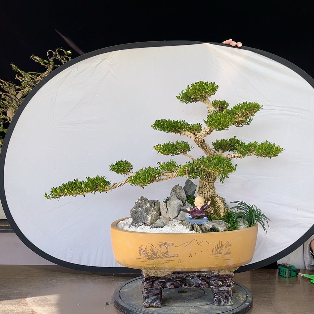 完全开放黄杨盆景四季常青