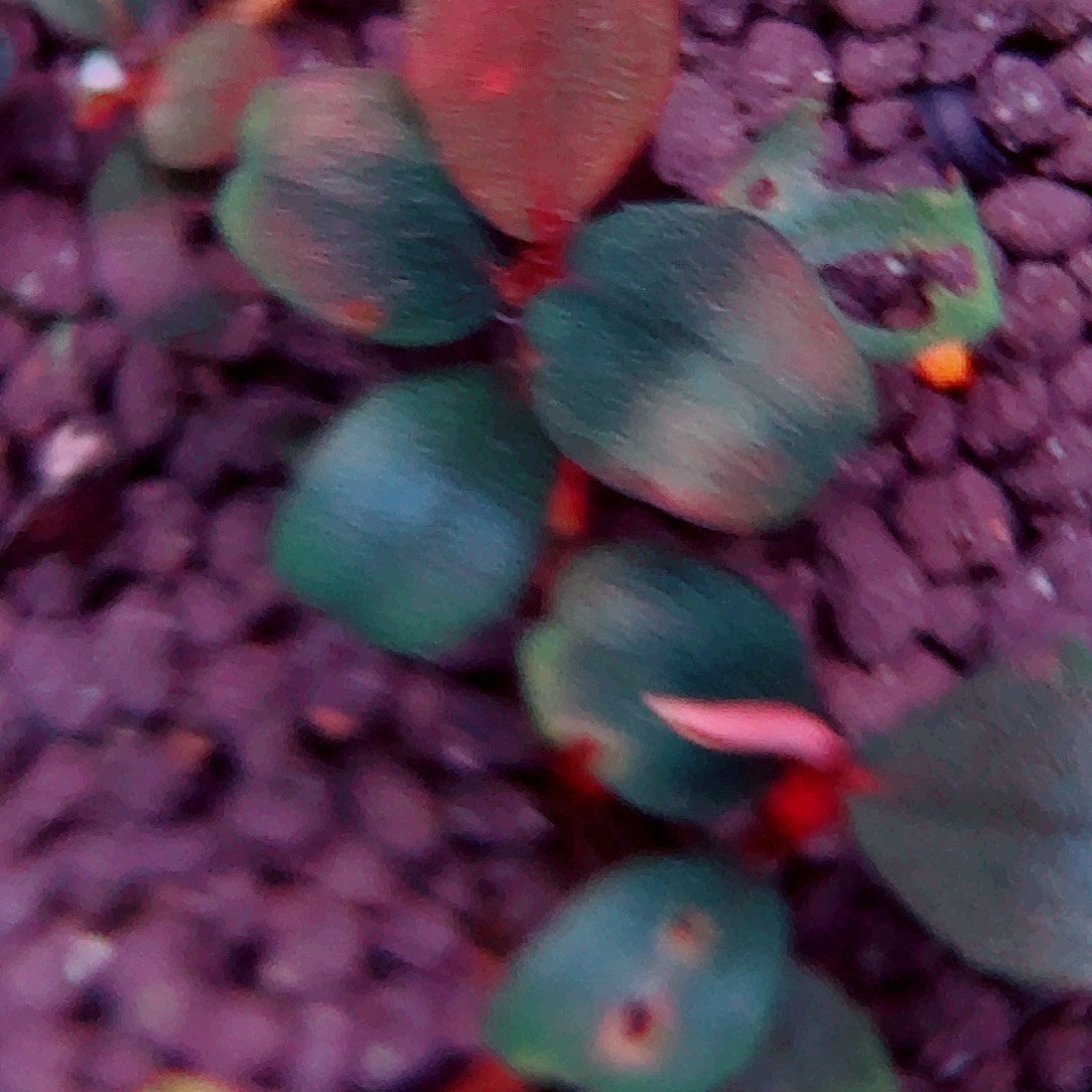 无花朵克莱因蓝福利价一份植物