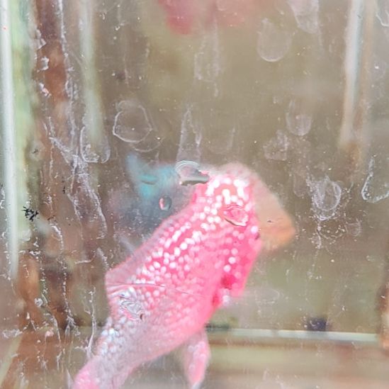 海水鱼2222222222222