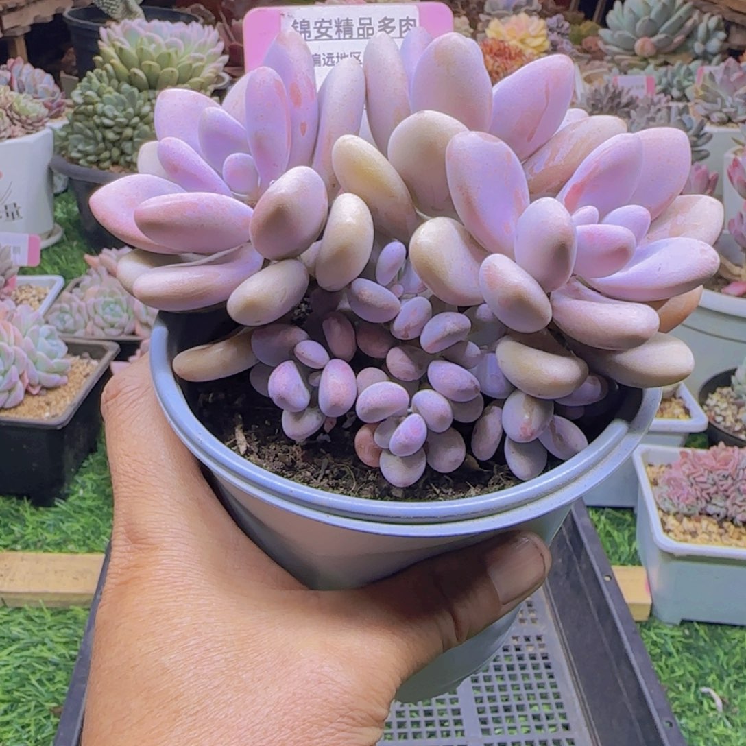 锦安精品多肉植物252