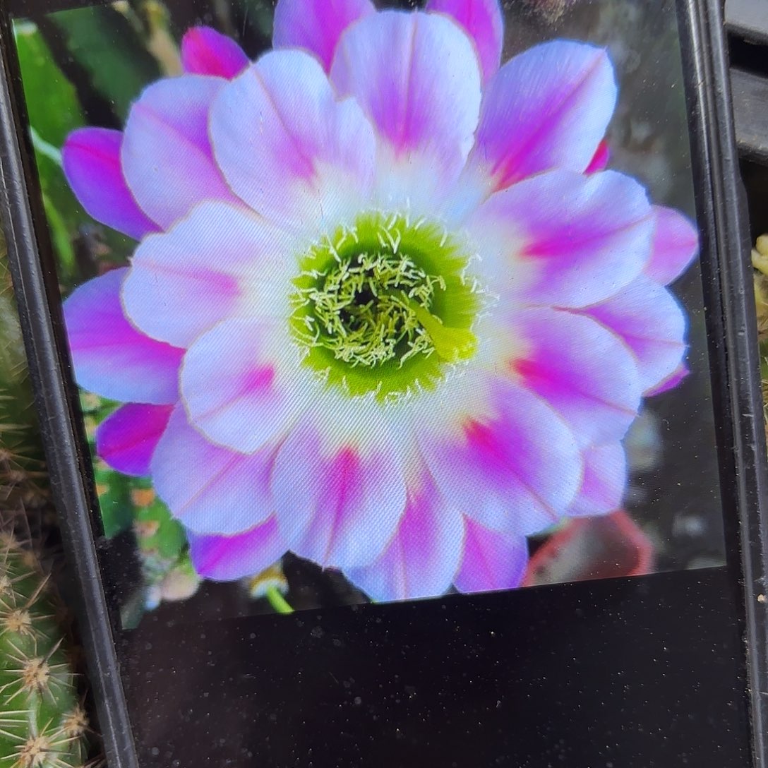 调色版丽侧牙20包邮29