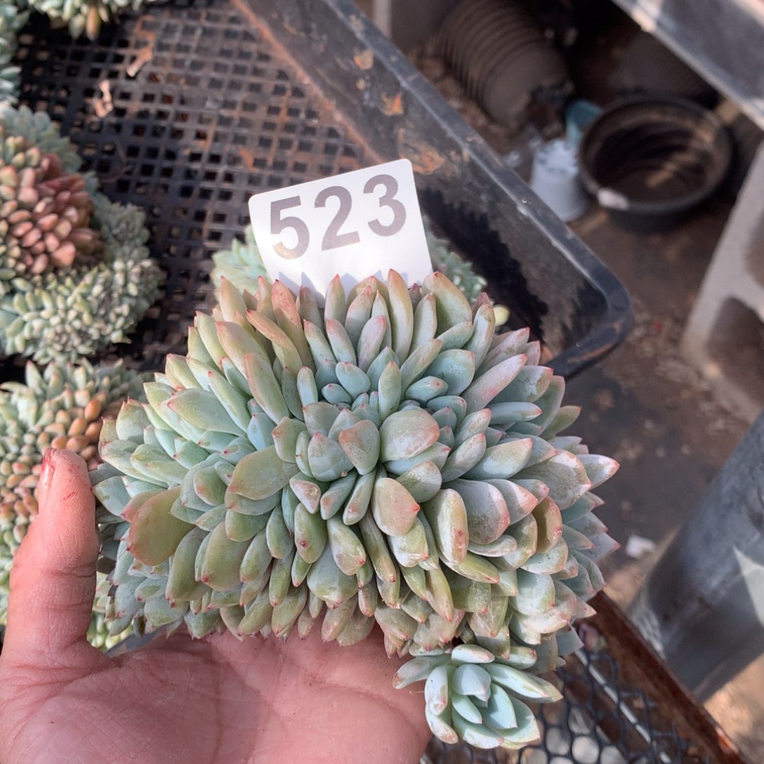 木**523橙子朵朵多肉植物