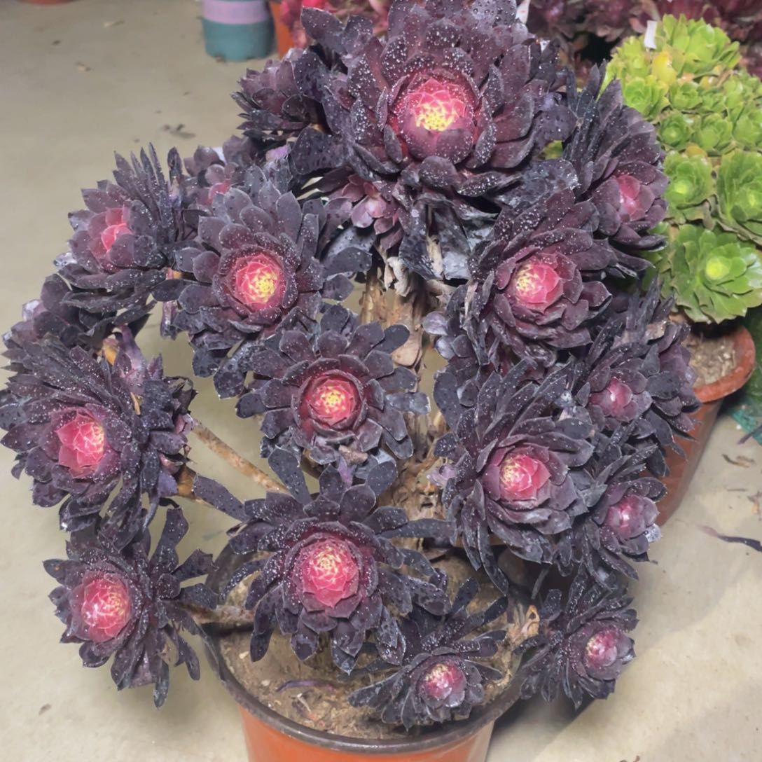 720紫心黑铜壶精品法师多肉