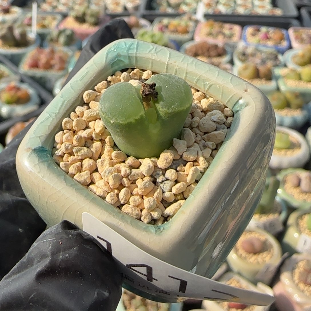 1412--一物一拍 带盆