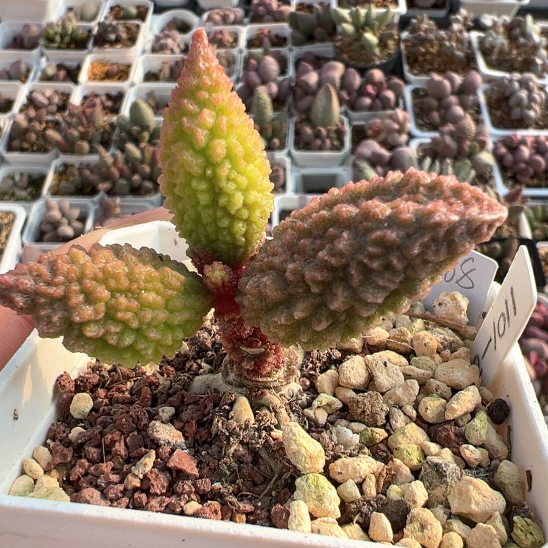 实生新品单头纯木质桩