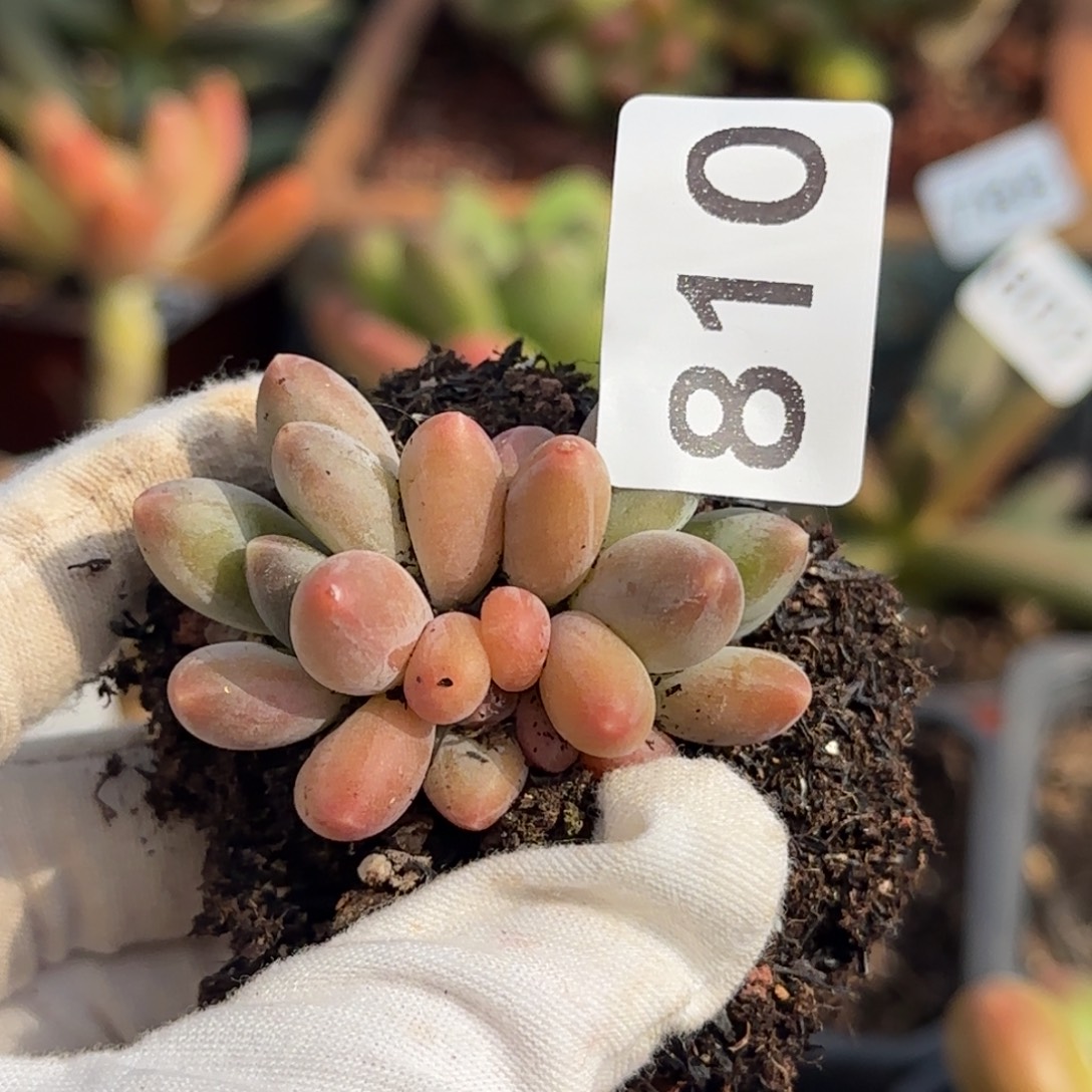 810号一物一拍一物一拍