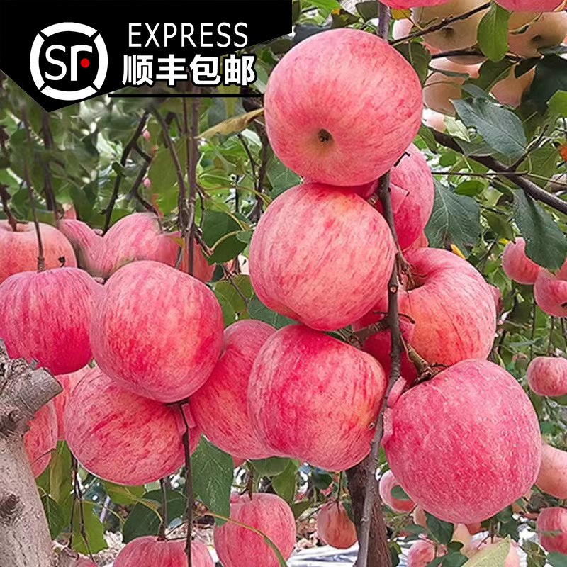 【顺丰包邮】正宗烟台红富士苹果 新鲜水果 脆甜当季 带箱5斤