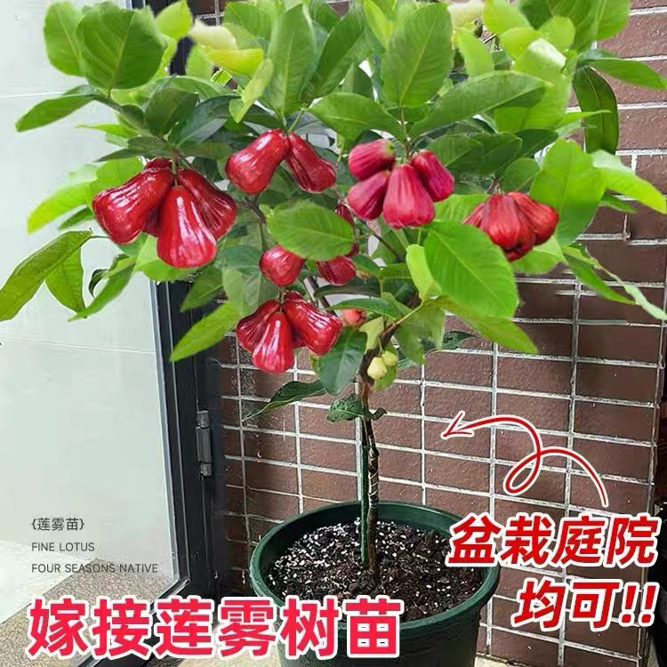 莲雾果树苗嫁接黑金刚大叶红黑糖芭比盆地栽庭院行道绿化园果树