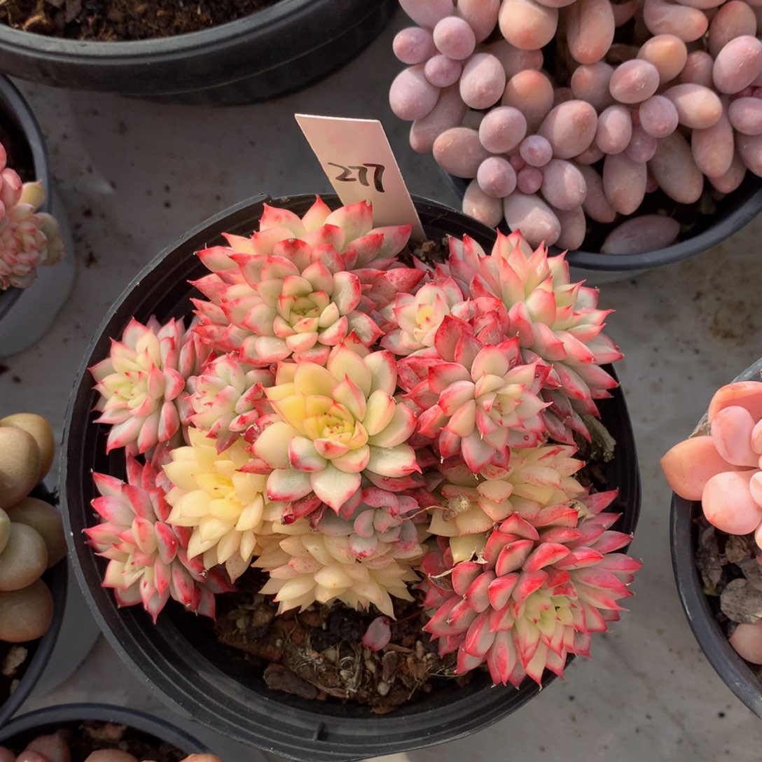 女雏锦5262626262）ywhw