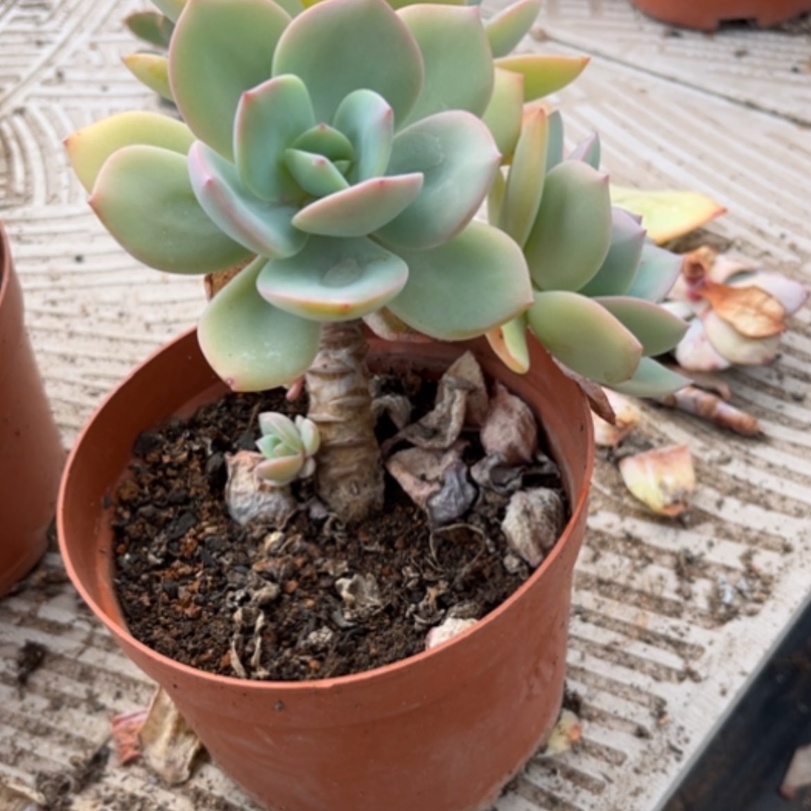 【闪购商品】厚***宁白凤