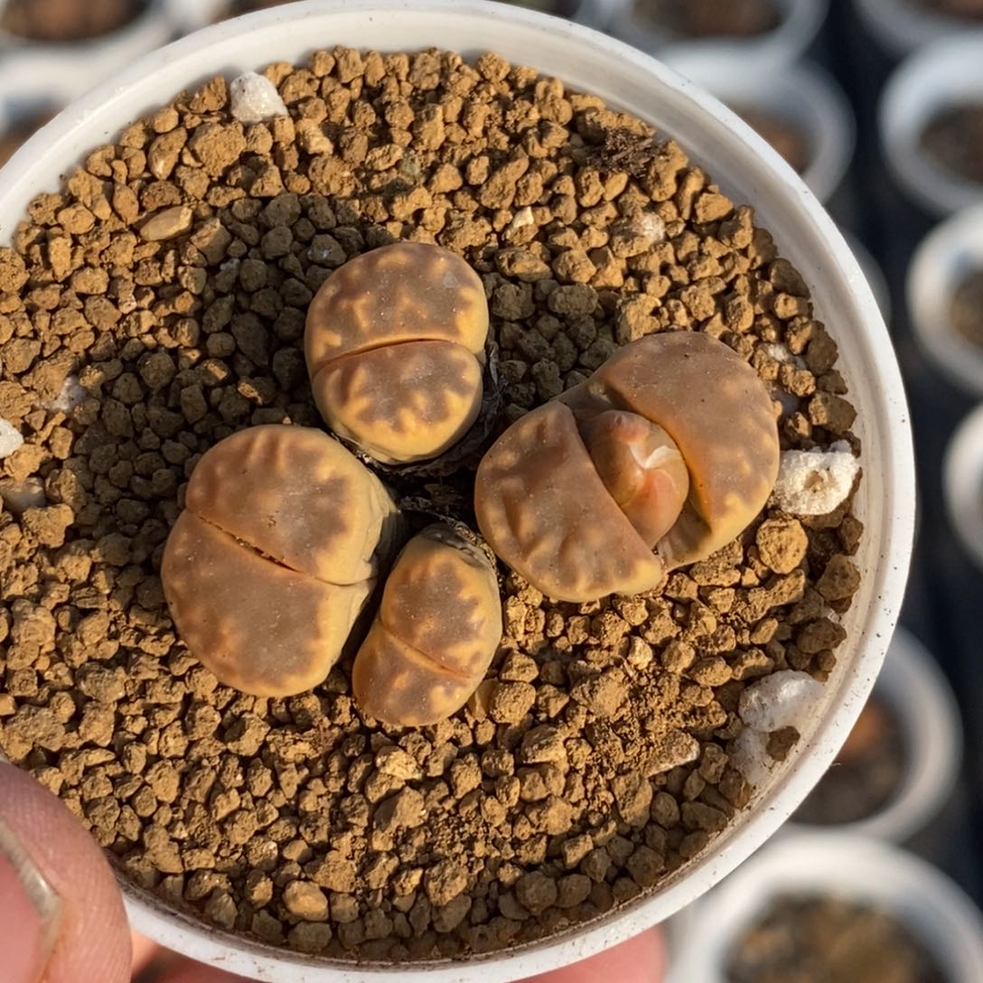 0492 大窗朱璇玉四头