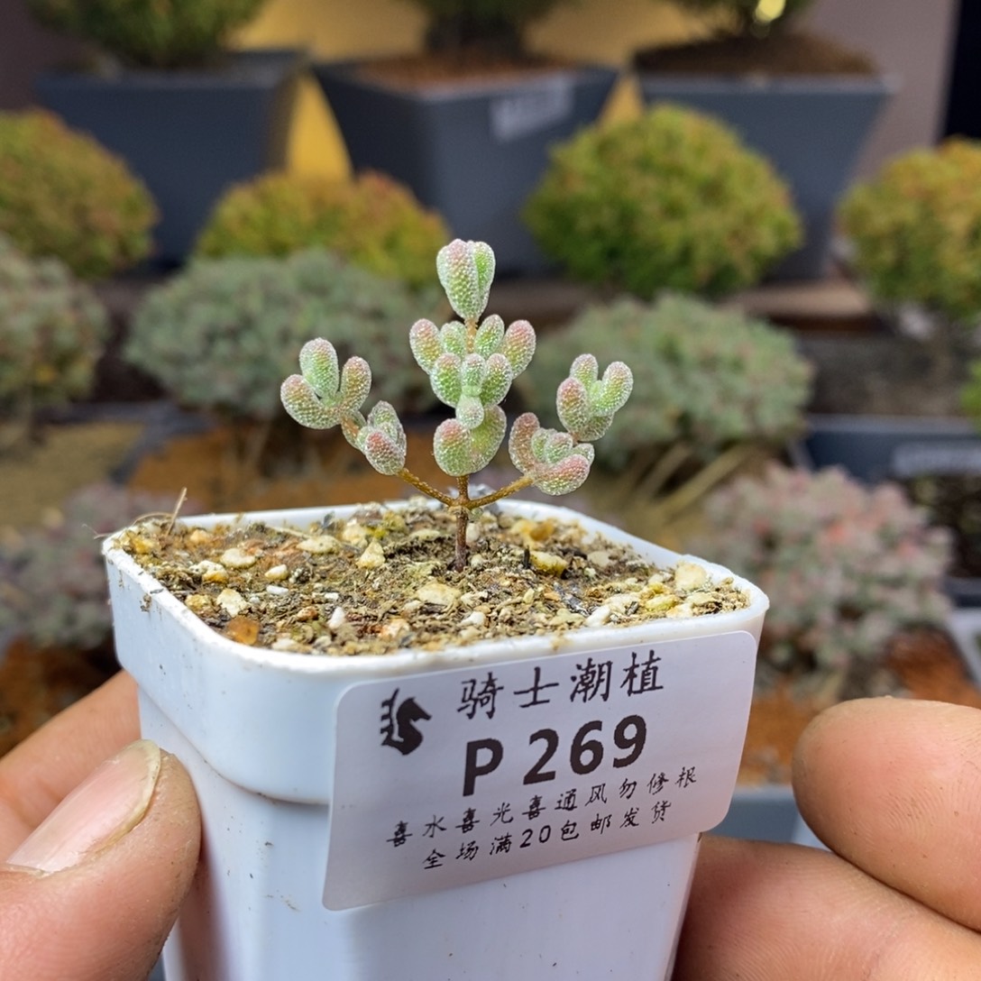 269实生精控优选冰晶