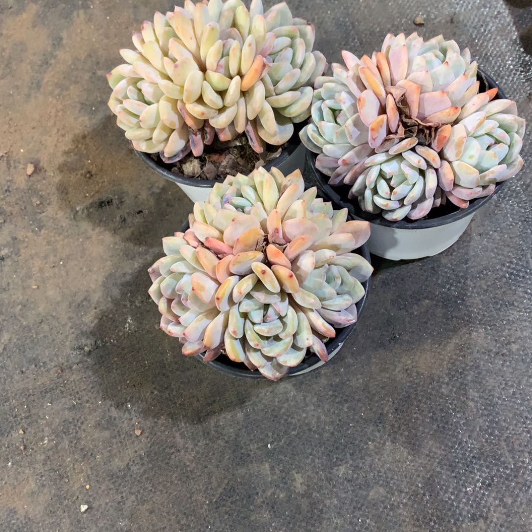 多肉植物福利款54元3颗