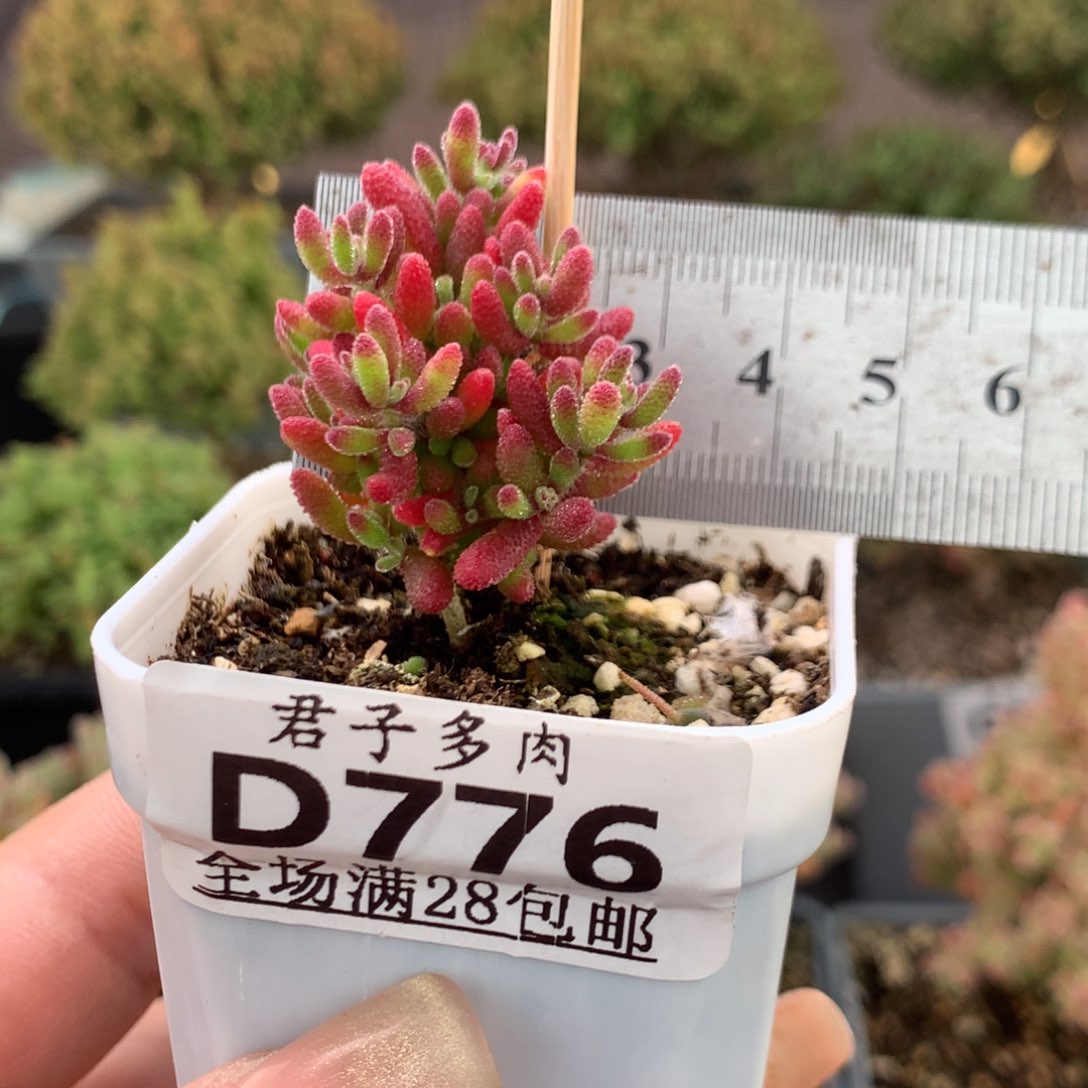776红麒麟。         