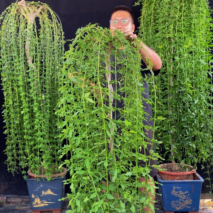 探春花，一物一拍，
