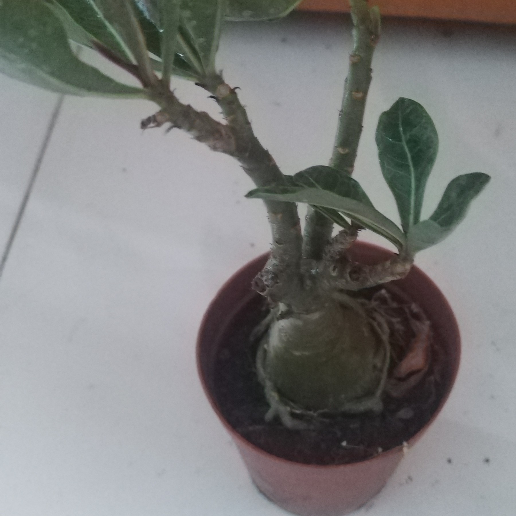 沙漠玫瑰一盆包邮到家