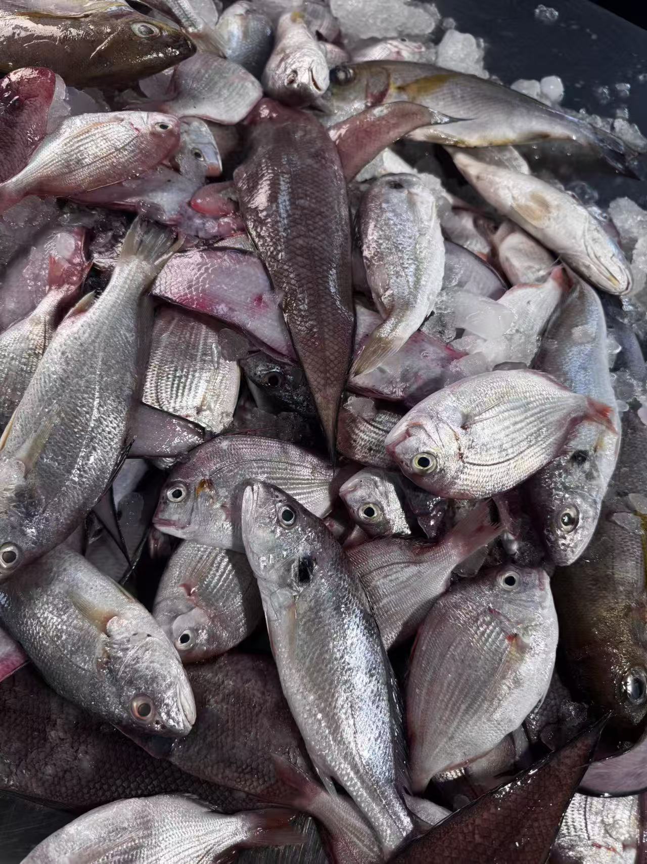 湛江野生小海杂鱼 个头不大随机发 1斤8-13条 嫌小勿拍 顺丰包邮！