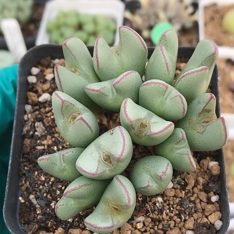 多肉肉锥 15头 红边少将