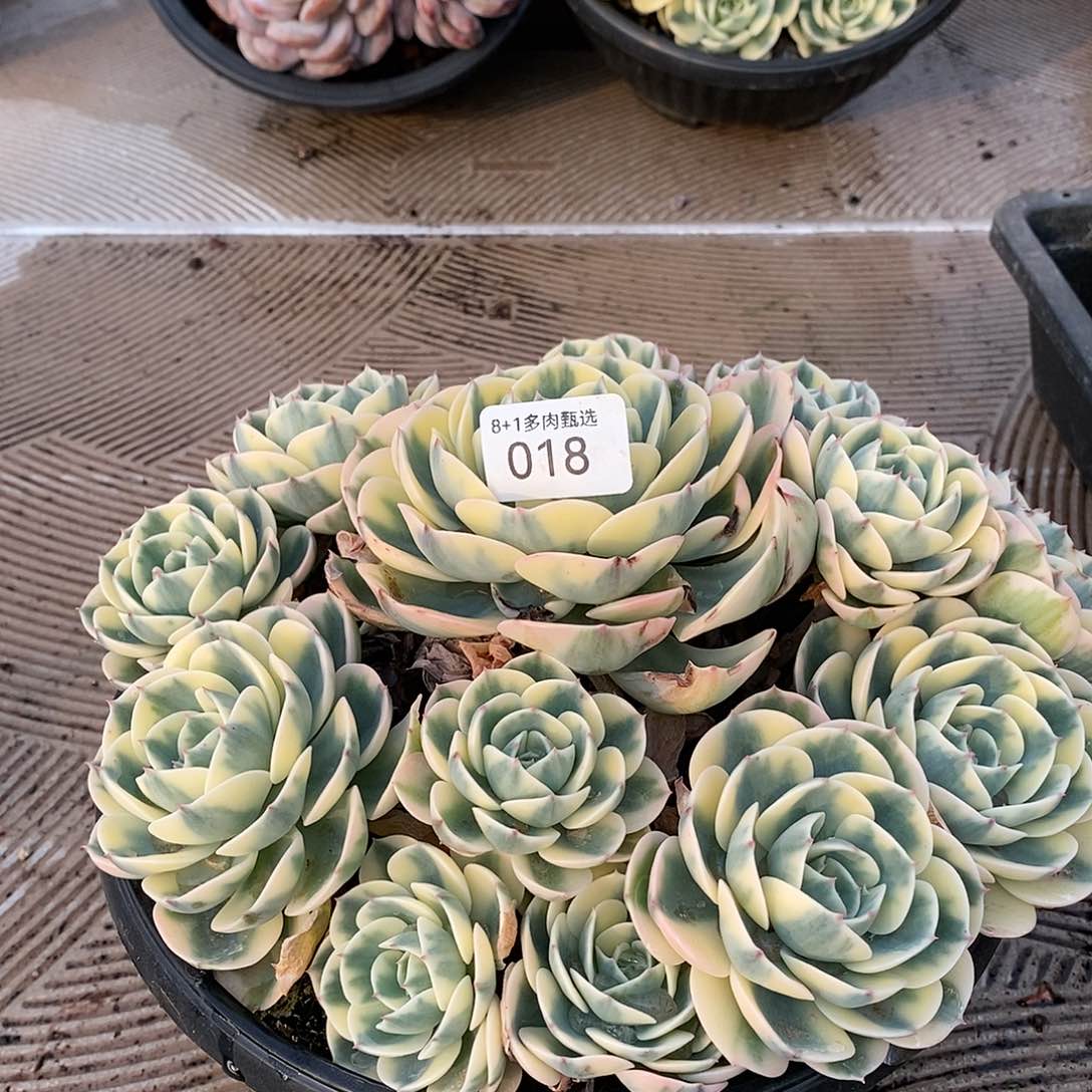 A-18玉碟锦捧花群