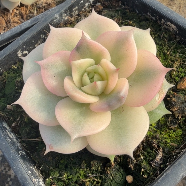 贝加尔湖锦 腹轮锦模特 