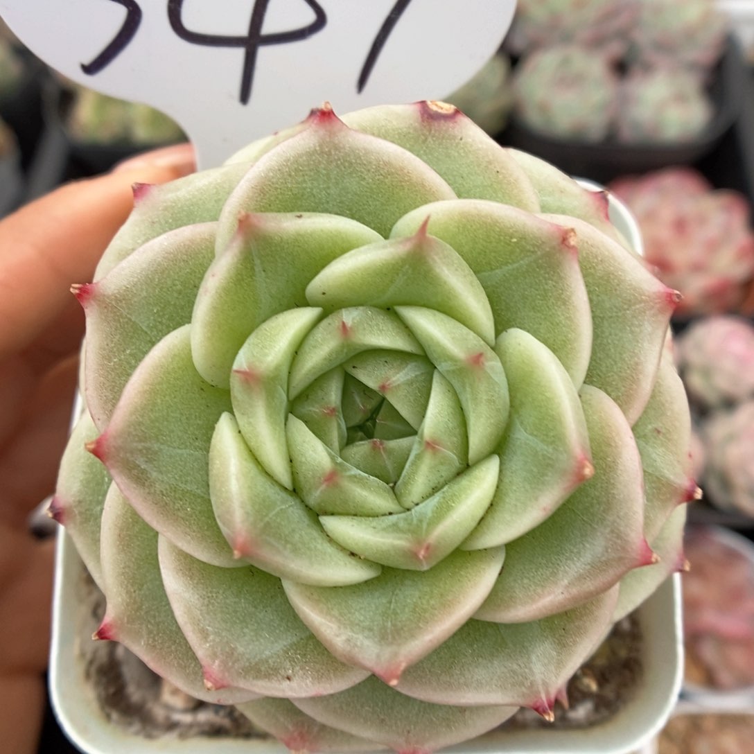 白底麦秆可拍341号。  