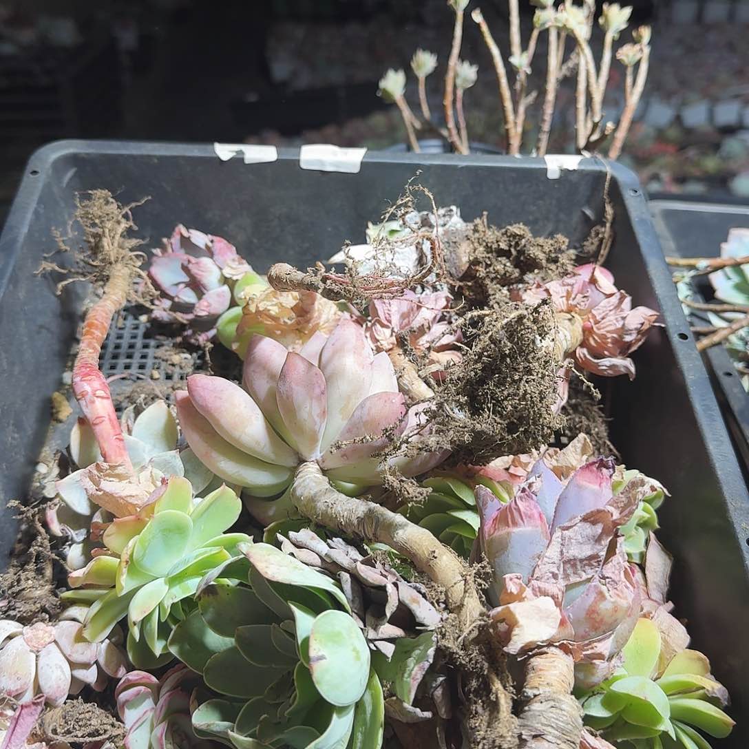 满20包邮零下拍保温箱50号筐无售后