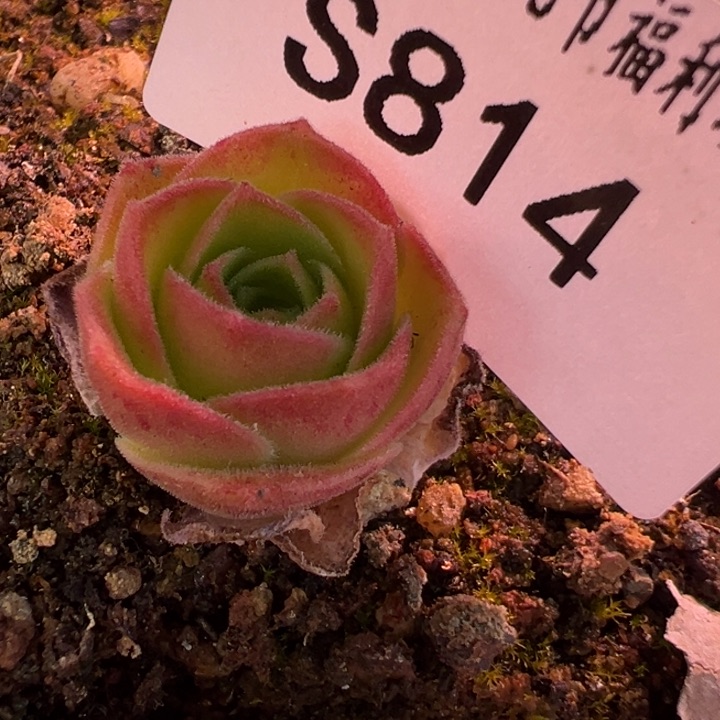 三碗814 金帕帕x潘x毛x各种