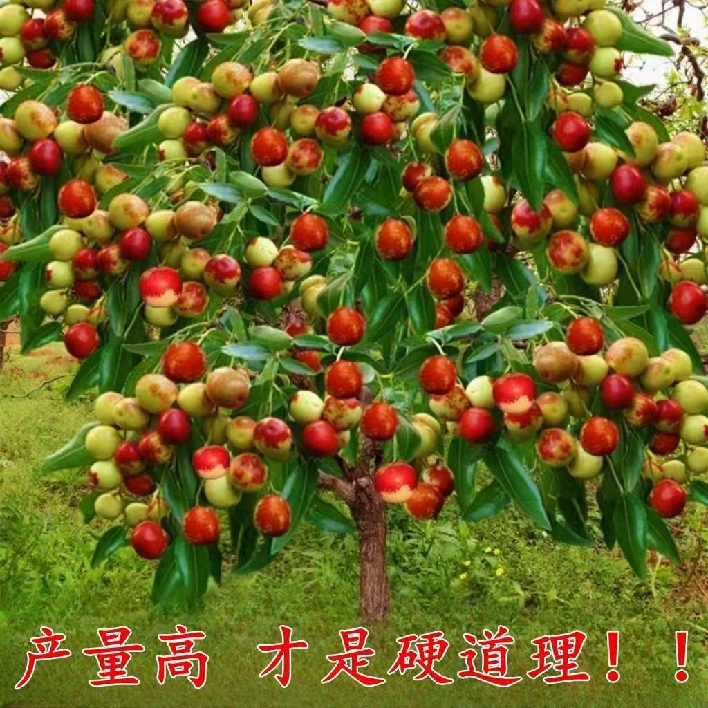耐寒嫁接枣树苗冰糖冬枣盆栽地栽庭院种植当年结果冬枣树苗