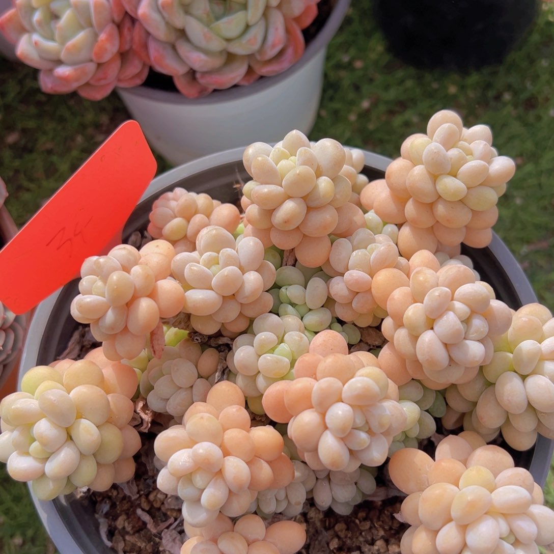 香玉的故事是一个人的故事吗