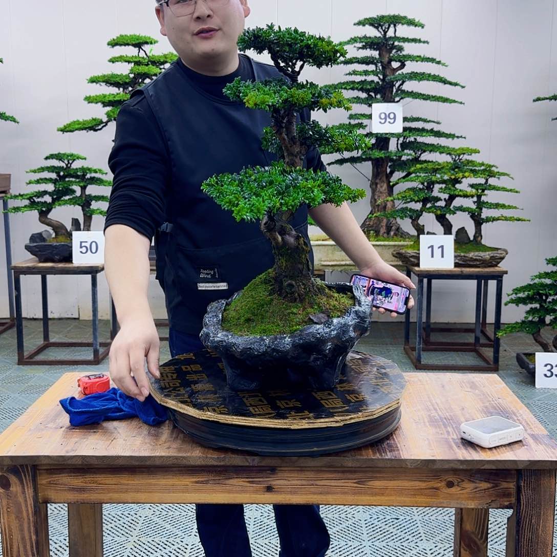 红芽罗汉松造型盆景