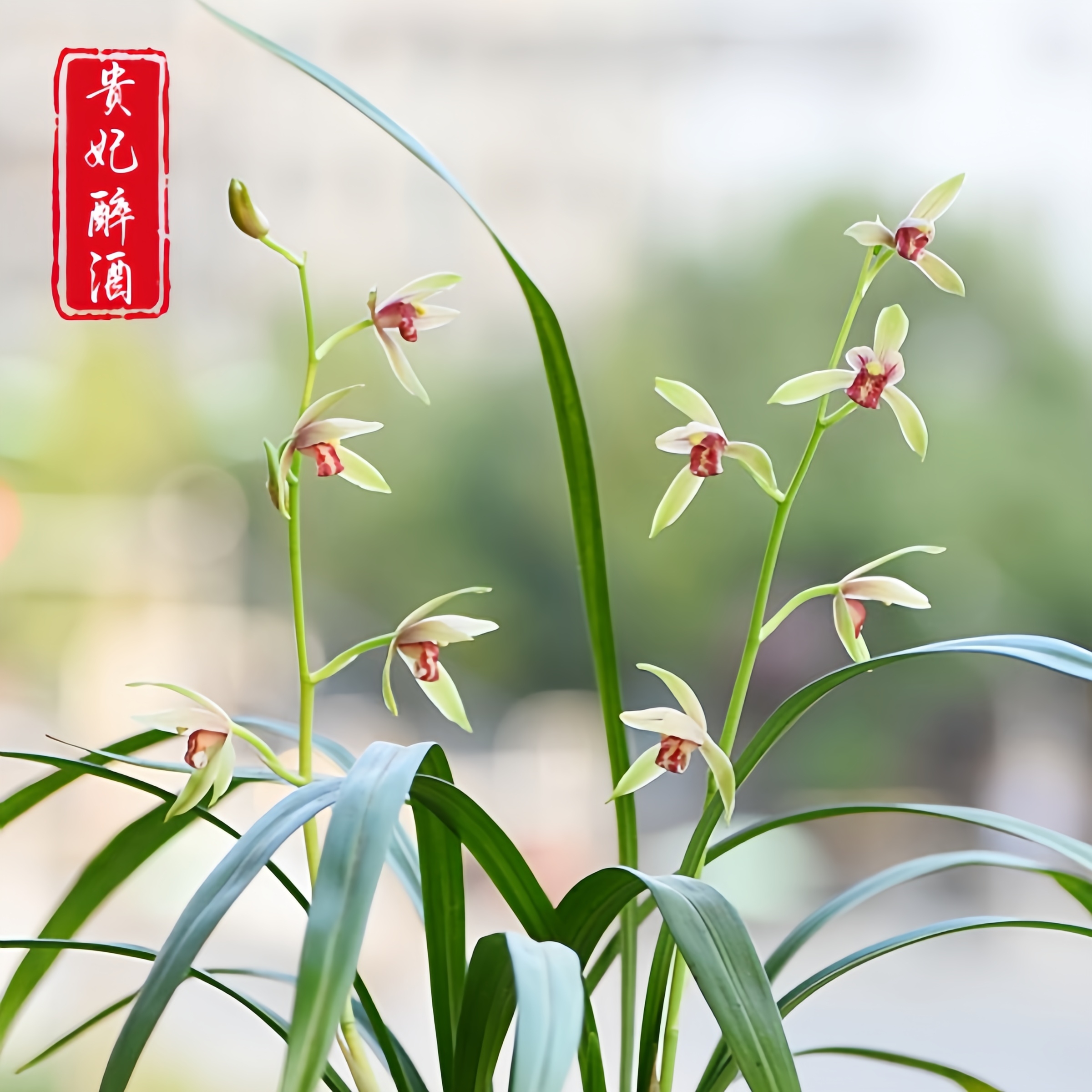 【建兰-贵妃醉酒】古道兰艺高山国兰 易养活无温室阳台养兰