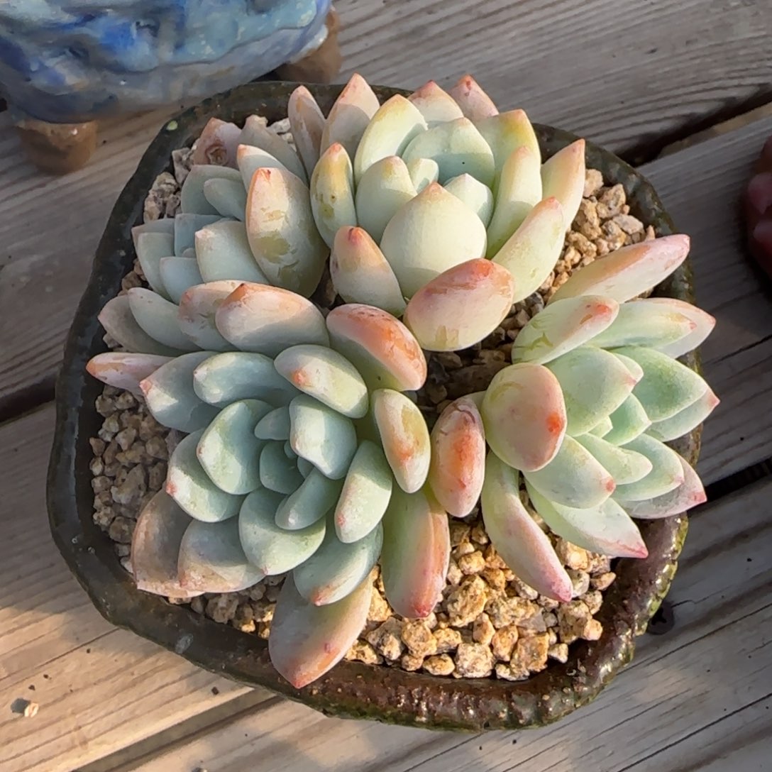 冷香啊啊啊啊啊啊啊啊啊