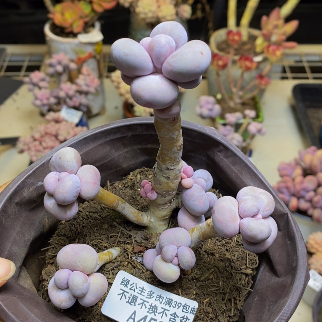 459芭比奶多肉8c m