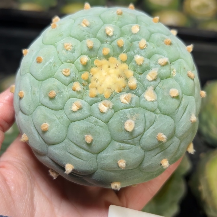 周*3 仙人球的故事是