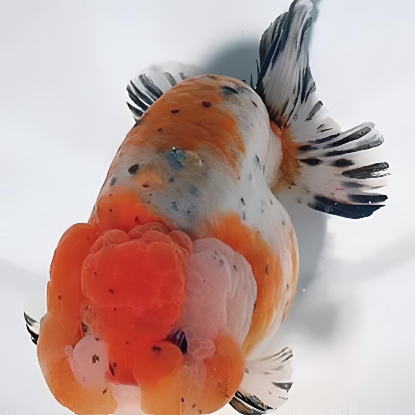 6条6-8厘米国粹金鱼（元宝/鎏金/玛丽/猫狮/泰狮等）花色搭配发货