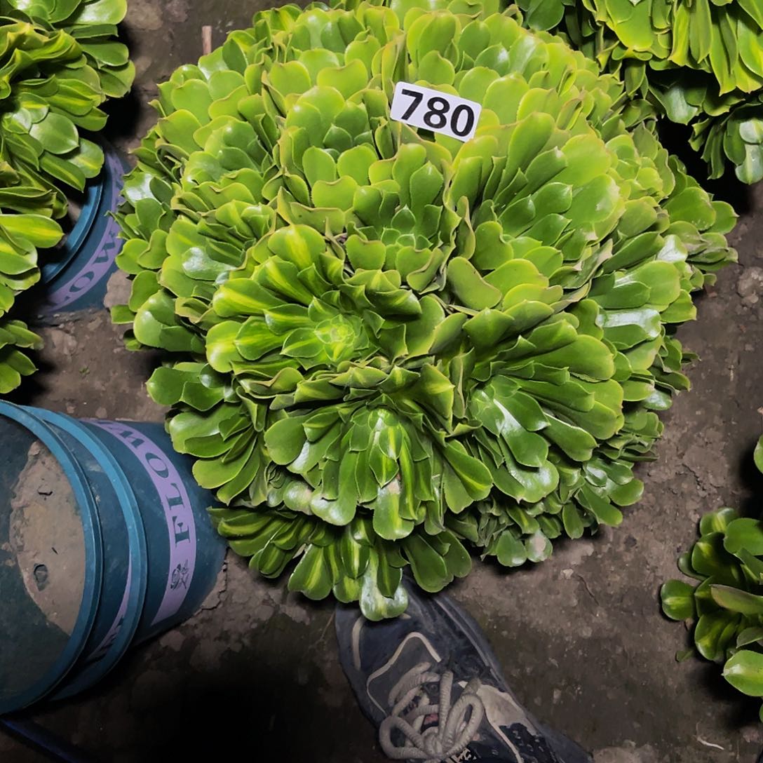 翡翠法师13–38包邮法师