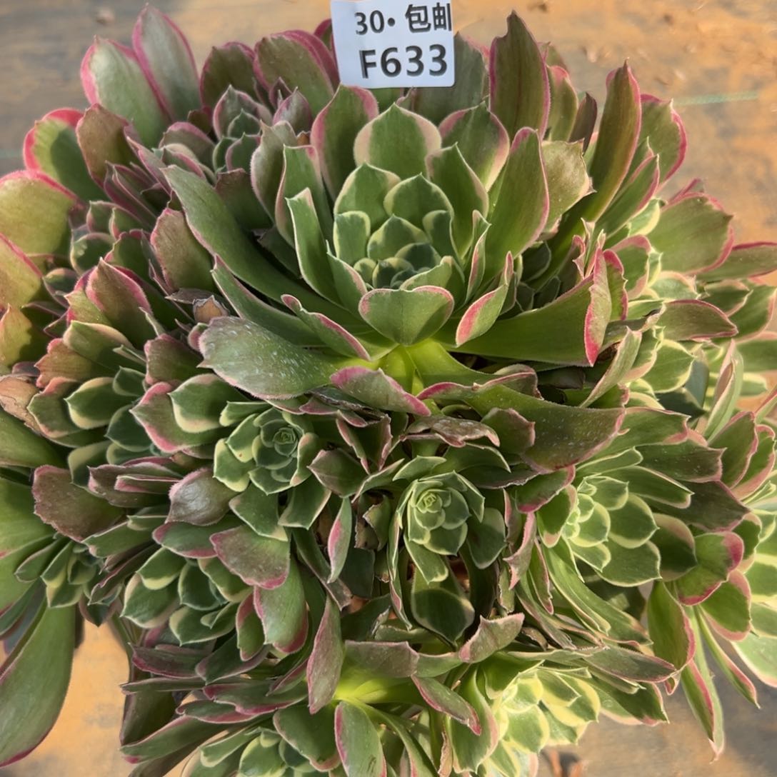 633绿体白凤多肉法师