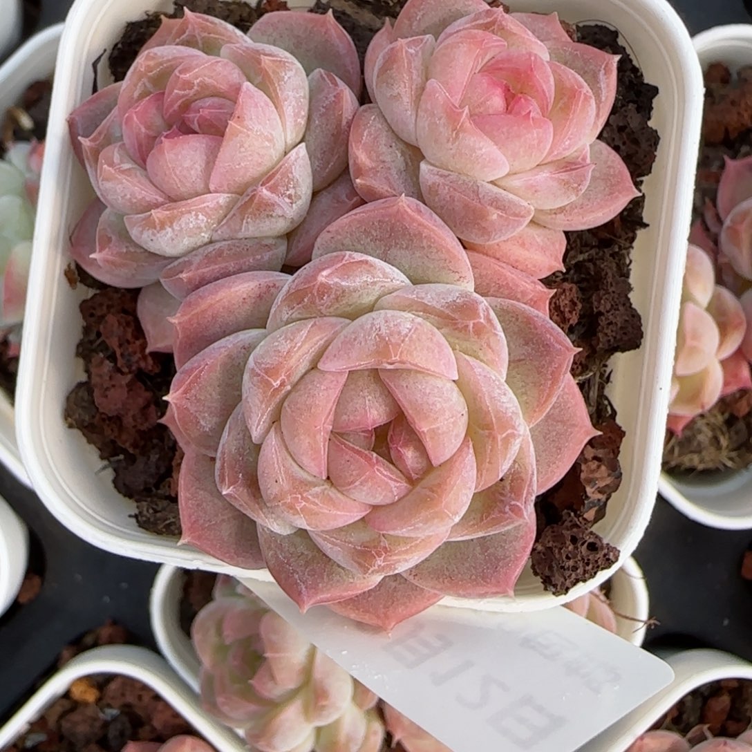 向*花语逸境0212-246