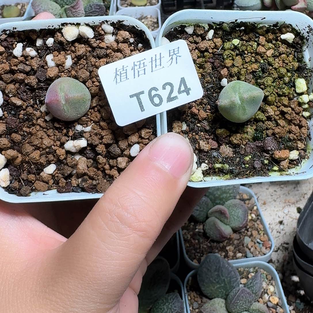 624盒的多肉植物哇c g