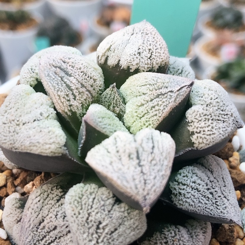 【闪购商品】雪之里157