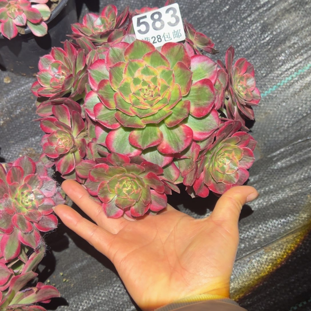 多肉植物583赤子心