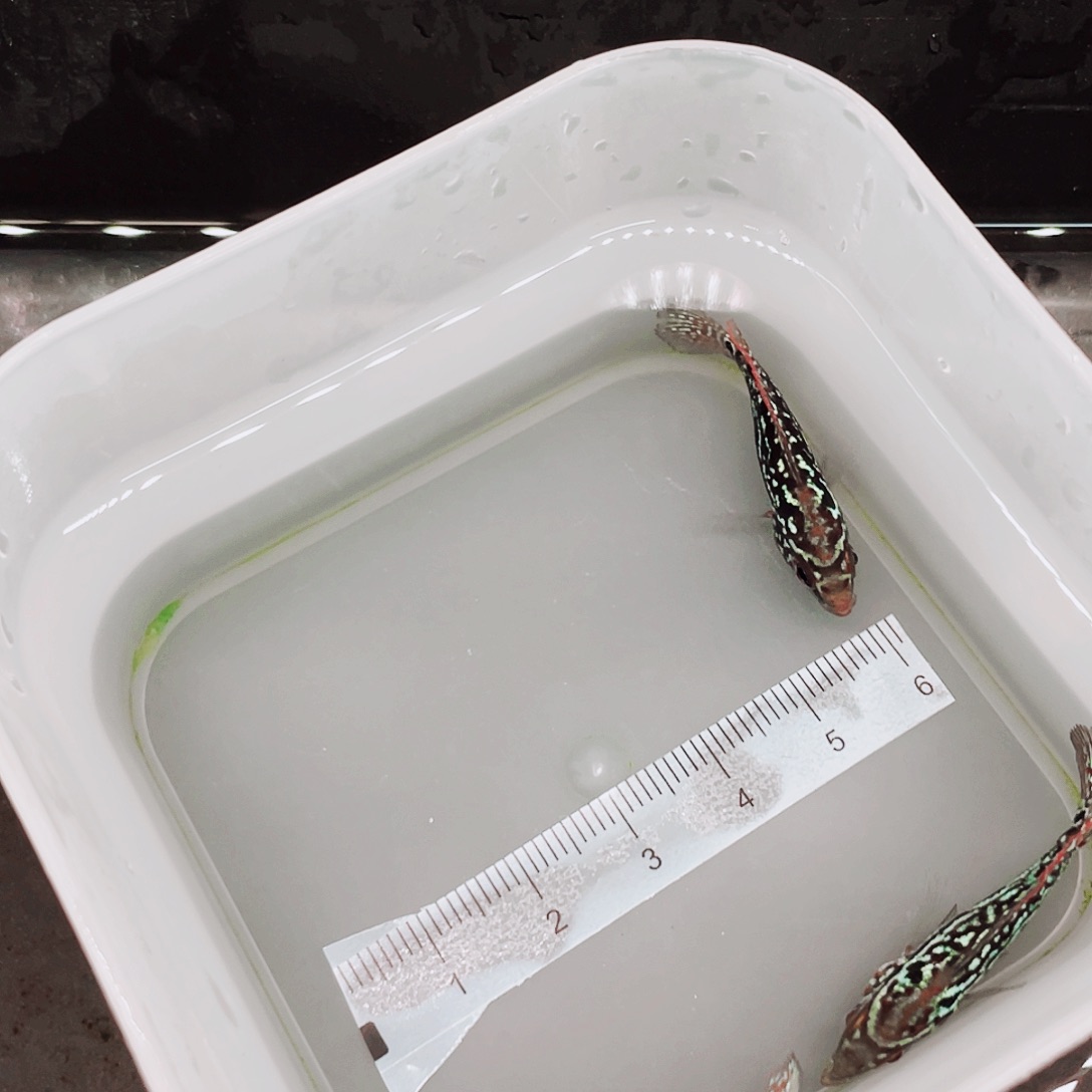 石***校罗汉鱼f2罗汉鱼苗3