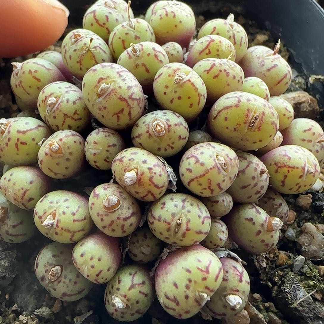 28包邮脱土发货29566