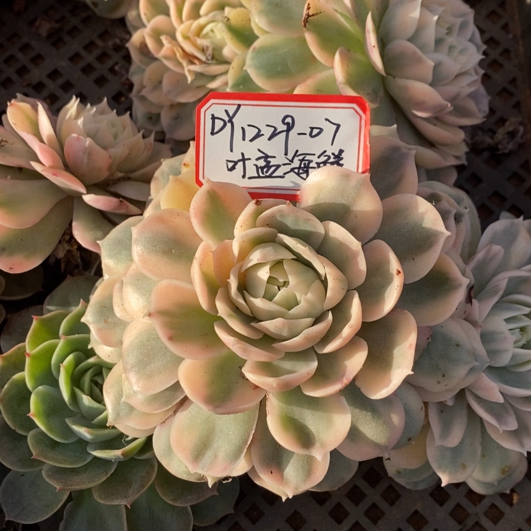 昂斯诺锦1229-07（叶孟海鲜）