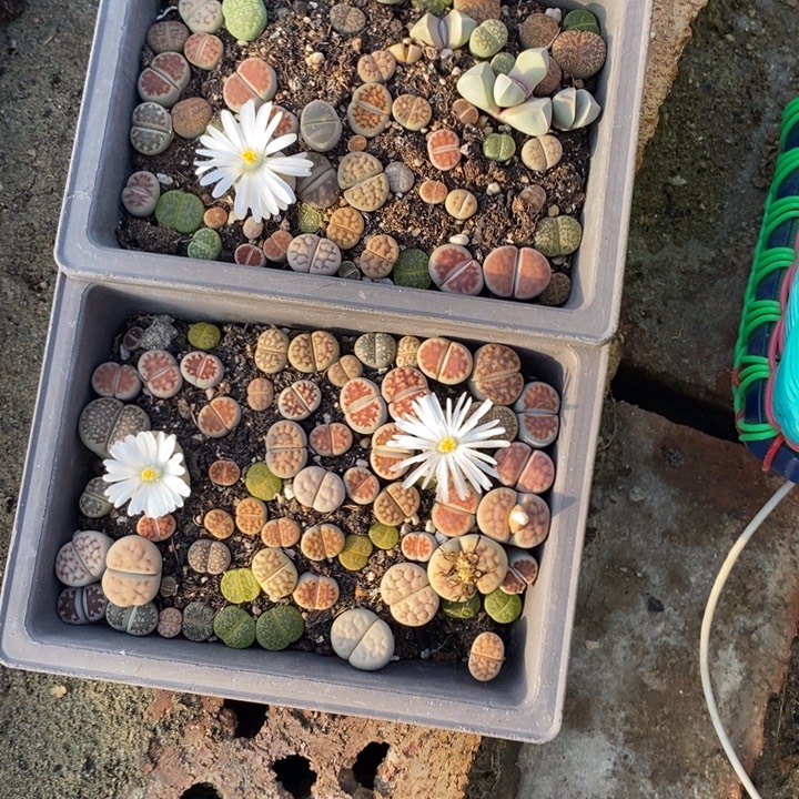 勇***生石花等植物的生长060